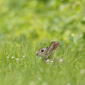 Preview wallpaper rabbit, grass, animal, brown