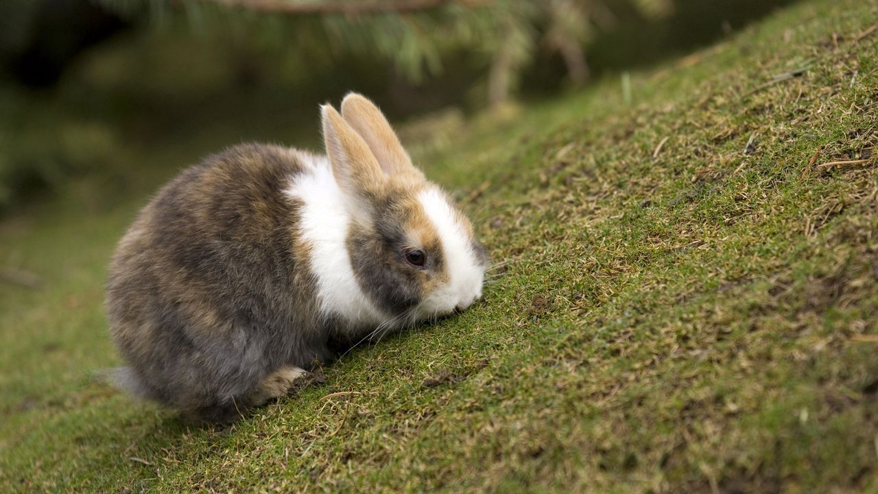 Wallpaper rabbit, grass, animal, ears, eat