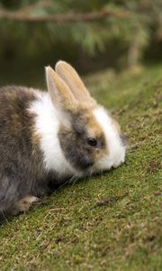 Preview wallpaper rabbit, grass, animal, ears, eat