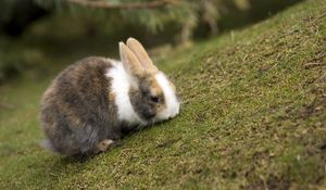 Preview wallpaper rabbit, grass, animal, ears, eat