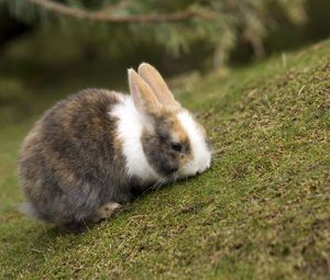 Preview wallpaper rabbit, grass, animal, ears, eat