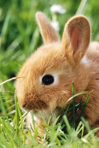 Preview wallpaper rabbit, grass, animal