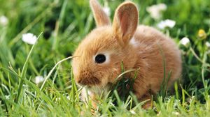 Preview wallpaper rabbit, grass, animal