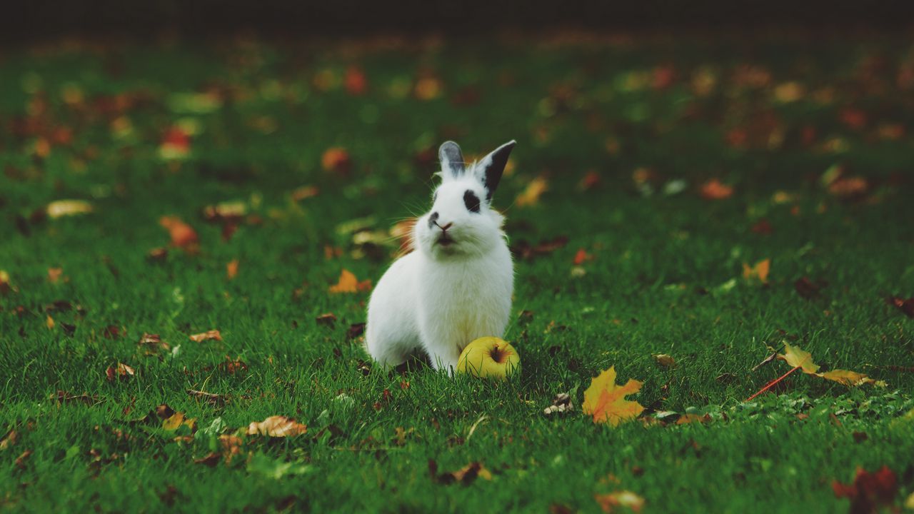 Wallpaper rabbit, grass, apple