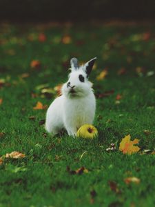 Preview wallpaper rabbit, grass, apple