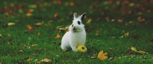 Preview wallpaper rabbit, grass, apple