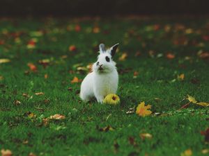 Preview wallpaper rabbit, grass, apple