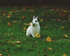 Preview wallpaper rabbit, grass, apple