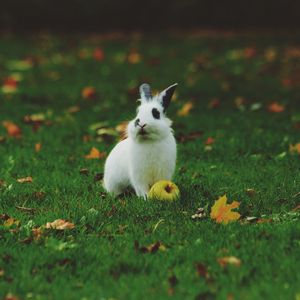 Preview wallpaper rabbit, grass, apple