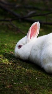 Preview wallpaper rabbit, grass, climb