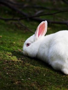 Preview wallpaper rabbit, grass, climb