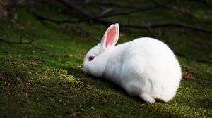 Preview wallpaper rabbit, grass, climb