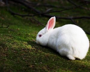 Preview wallpaper rabbit, grass, climb