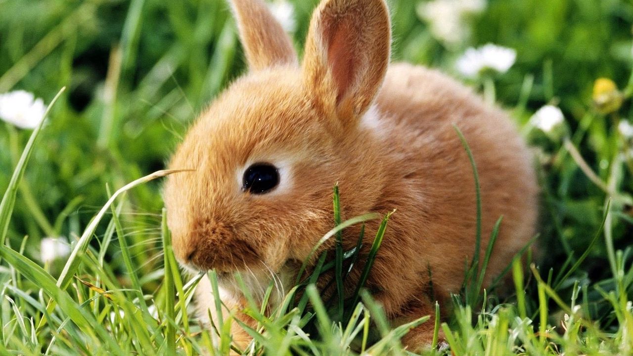 Wallpaper rabbit, grass, climb, ears