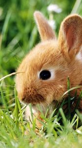 Preview wallpaper rabbit, grass, climb, ears