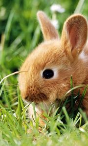 Preview wallpaper rabbit, grass, climb, ears