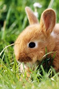 Preview wallpaper rabbit, grass, climb, ears