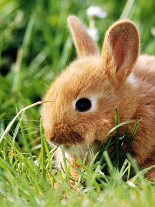 Preview wallpaper rabbit, grass, climb, ears