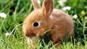 Preview wallpaper rabbit, grass, climb, ears