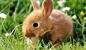 Preview wallpaper rabbit, grass, climb, ears