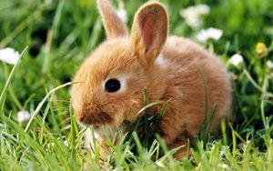 Preview wallpaper rabbit, grass, climb, ears