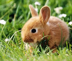 Preview wallpaper rabbit, grass, climb, ears