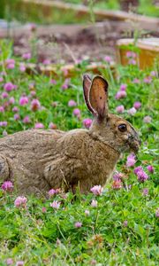 Preview wallpaper rabbit, grass, clover, walk