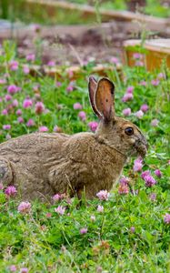 Preview wallpaper rabbit, grass, clover, walk