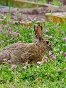 Preview wallpaper rabbit, grass, clover, walk