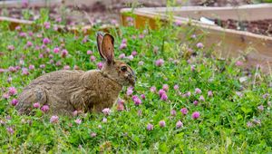 Preview wallpaper rabbit, grass, clover, walk