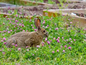 Preview wallpaper rabbit, grass, clover, walk