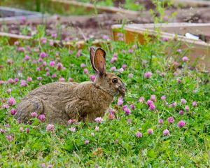 Preview wallpaper rabbit, grass, clover, walk