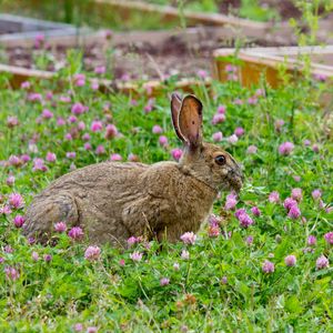 Preview wallpaper rabbit, grass, clover, walk