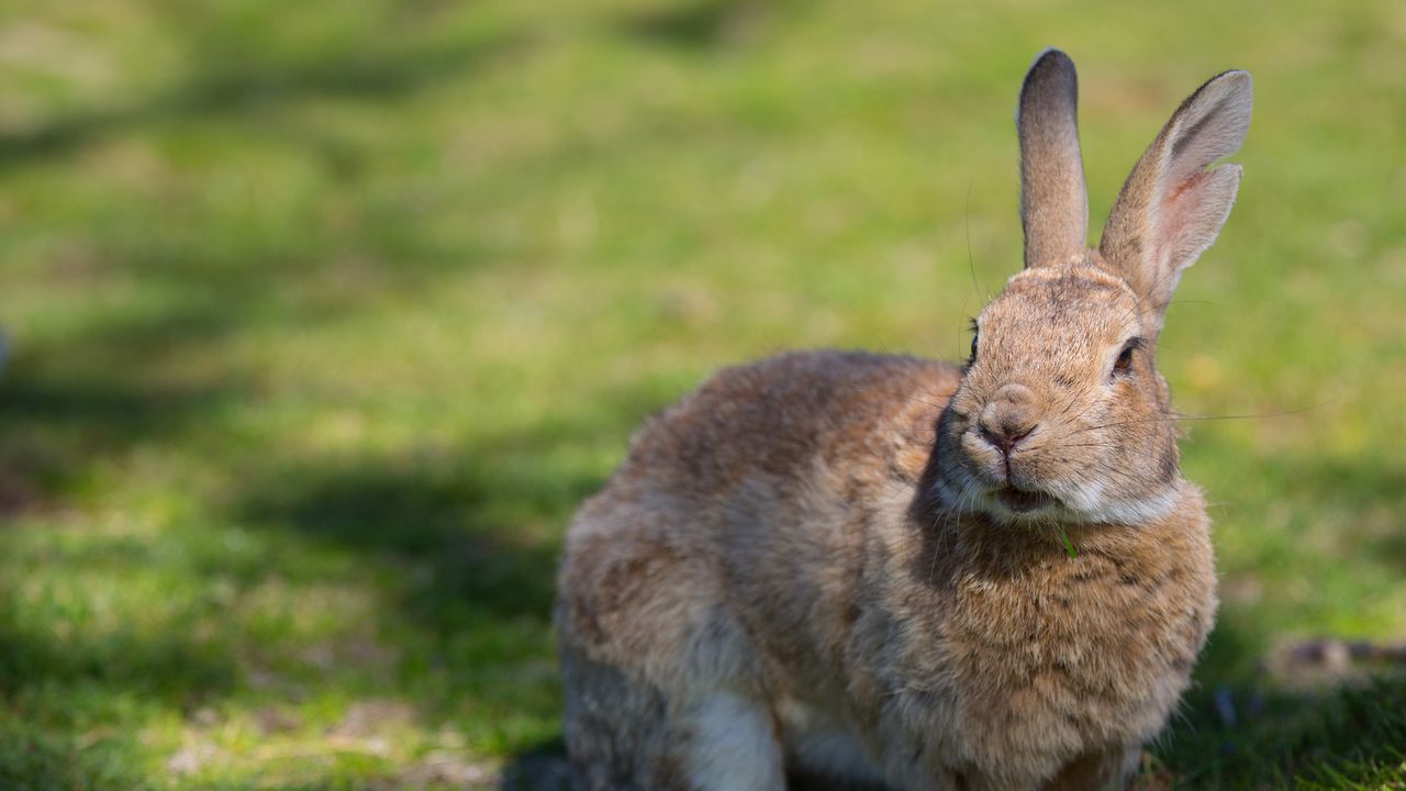 Wallpaper rabbit, grass, ears, shadow
