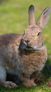 Preview wallpaper rabbit, grass, ears, shadow