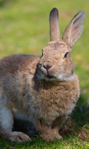 Preview wallpaper rabbit, grass, ears, shadow