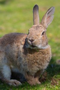 Preview wallpaper rabbit, grass, ears, shadow