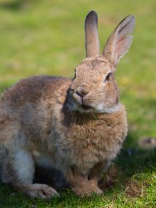 Preview wallpaper rabbit, grass, ears, shadow