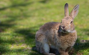 Preview wallpaper rabbit, grass, ears, shadow