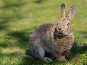 Preview wallpaper rabbit, grass, ears, shadow