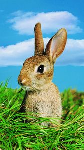 Preview wallpaper rabbit, grass, ears, sky