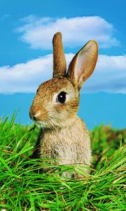 Preview wallpaper rabbit, grass, ears, sky