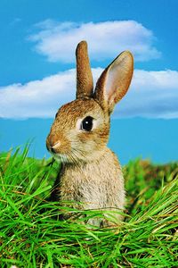 Preview wallpaper rabbit, grass, ears, sky