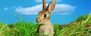 Preview wallpaper rabbit, grass, ears, sky