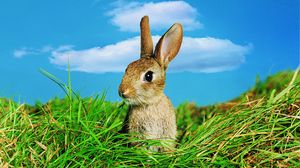 Preview wallpaper rabbit, grass, ears, sky