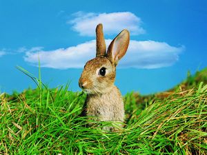 Preview wallpaper rabbit, grass, ears, sky