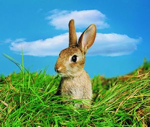 Preview wallpaper rabbit, grass, ears, sky