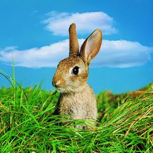 Preview wallpaper rabbit, grass, ears, sky