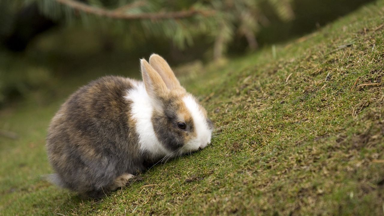Wallpaper rabbit, grass, eating, walk, spotted