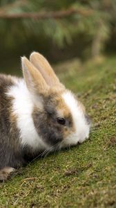 Preview wallpaper rabbit, grass, eating, walk, spotted